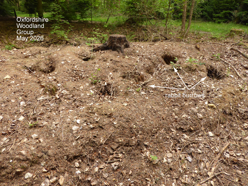Oxfordshire Woodland Group tweet media