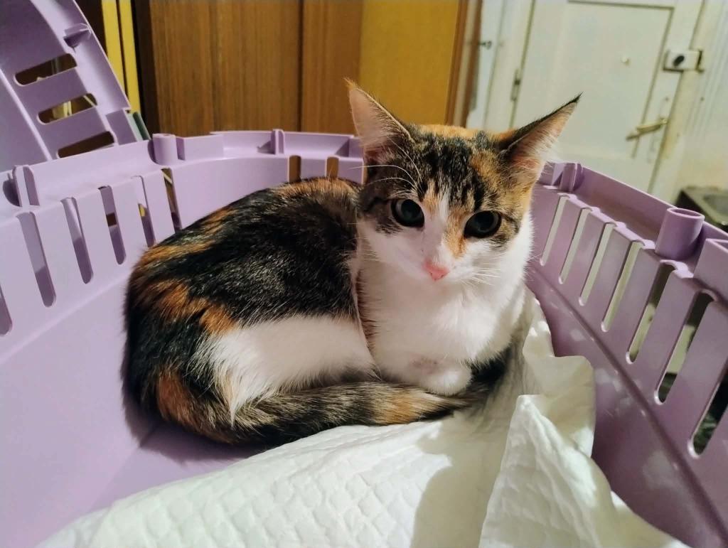 Miau Miauu - Izabela Wieczerzak tweet media