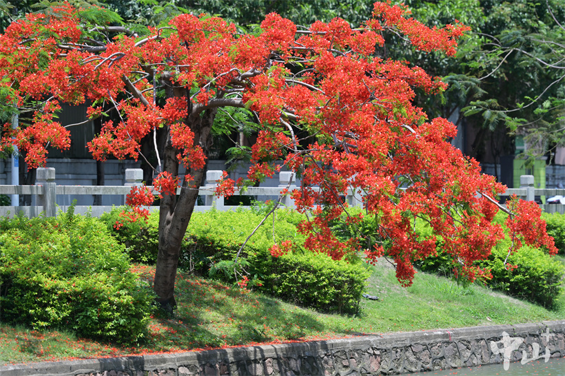 Amazing Zhongshan tweet media