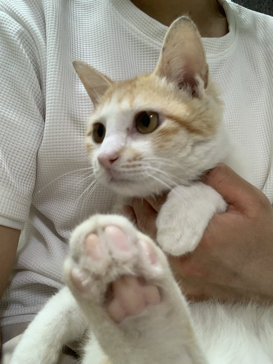 묘멘트쉼터(유기묘 아이들) tweet media