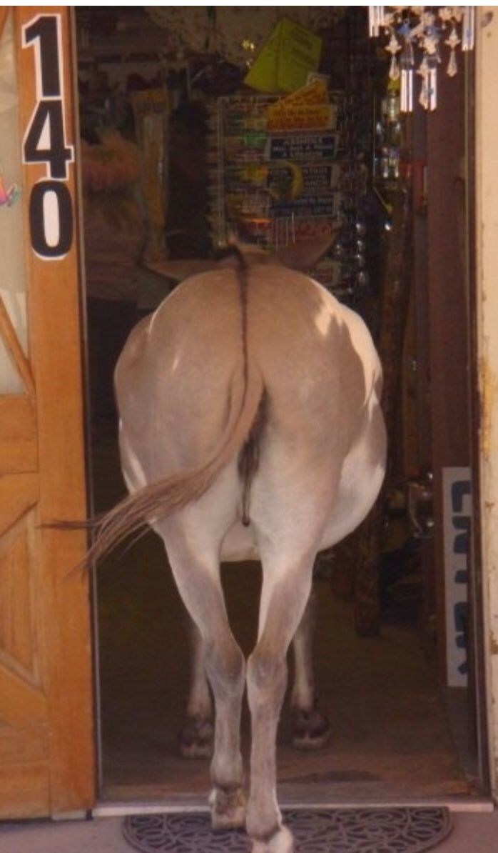 Donkey tweet media