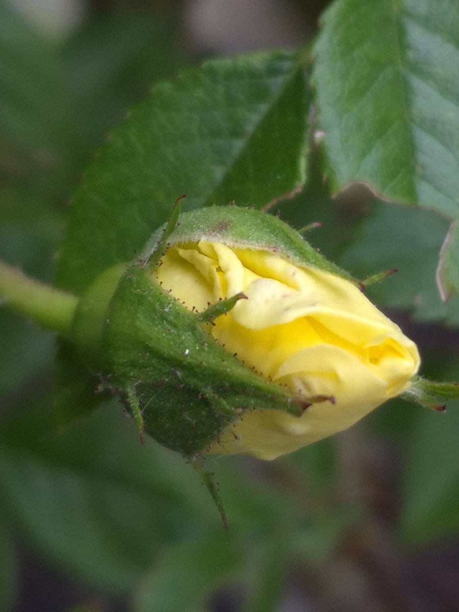 Yellow Rose