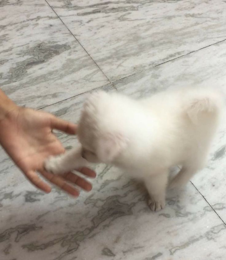 puppies (@retweetanimalss) on Twitter photo 