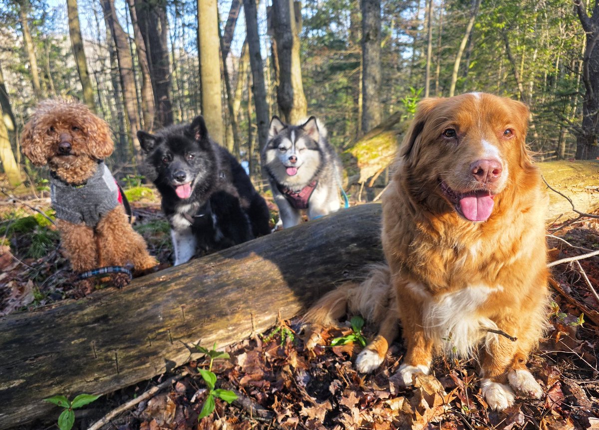 WalkinDogwalk's tweet photo. Our fabulous #posingpups wishes everyone a wonderful weekend!
💖😁🐶🐕🐾❤️
#socialSaturday #WeekendVibes #walkinthedog https://t.co/J5hSEZuipC