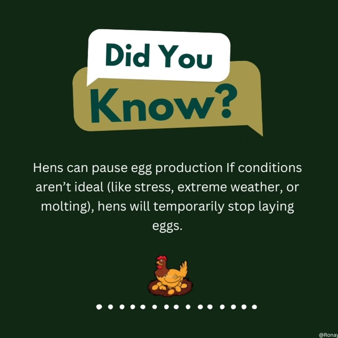 Poultry_chick's tweet photo. Fun fact 🙂 

#ronayafarms #poultry #eggs #farmlife https://t.co/qyiEO8igW1