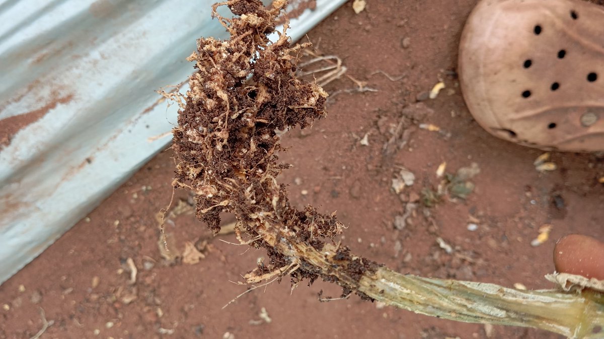 AgbeSewa's tweet photo. Nematodes are responsible for crop yield losses of more than 78 billion US dollars globally. 
Symptoms includes: 
Wilting despite moist soil or medium.
Stunted growth and poor yield
Root galls or knots. https://t.co/mSke6KzW83