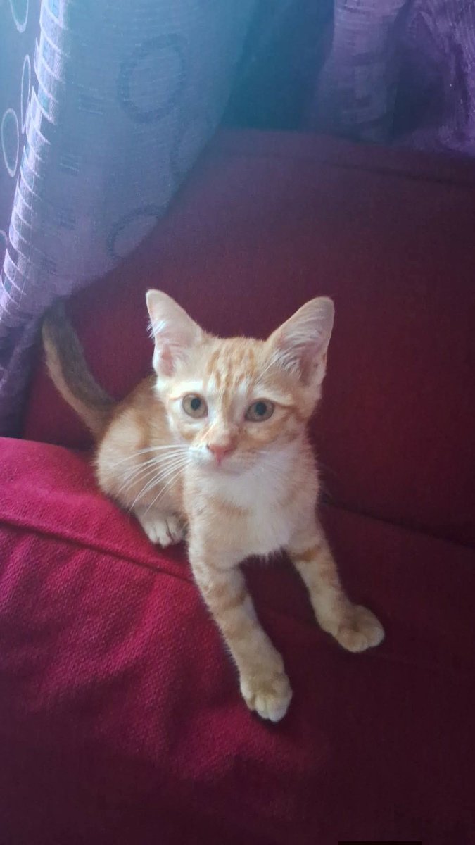 cats_rehome's tweet photo. Free adoption..

Bantu adopt oyen ni.. kesian dia asyik kena buli dgn yg besar.. stray kitten mendatang xde mak..

Ampang,Selangor
 
0123924426 https://t.co/x0Rohrquex