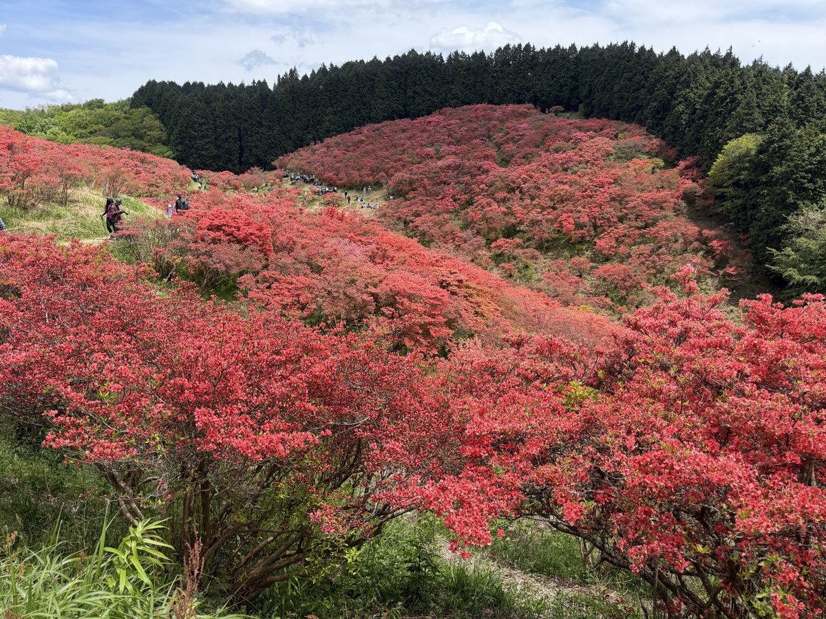 ga_go_55's tweet photo. 大和葛城山にツツジ見に行ってきた
満開までいってないけど綺麗やった🌺
帰りに橿原神宮駅構内で飲み屋発見
ほろ酔いセットあったので引っ掛けってきた🍺

#ツツジ
#葛城山
#橿原神宮駅 https://t.co/rLWR6Z1DG2