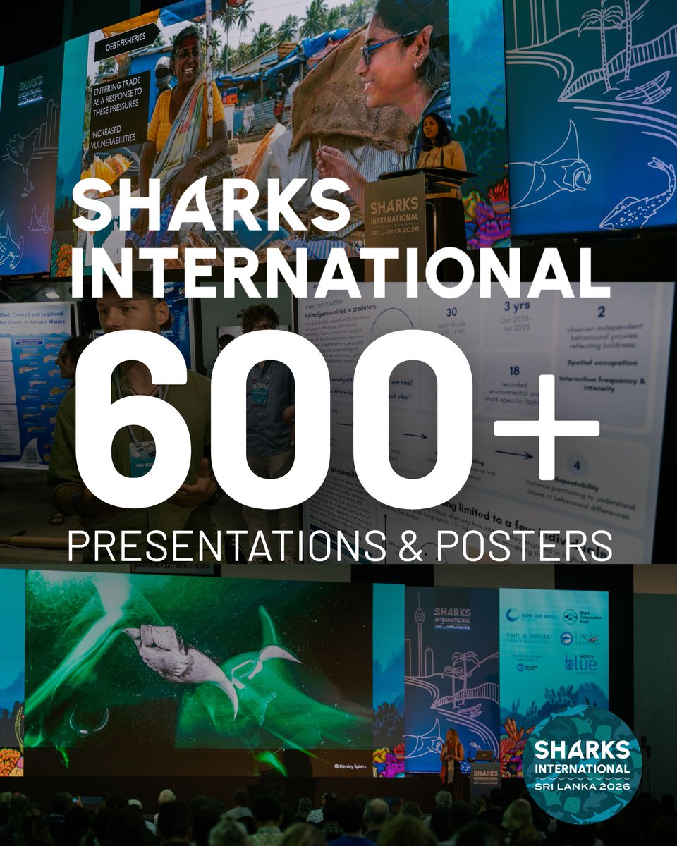 Sharks International 2026 tweet media