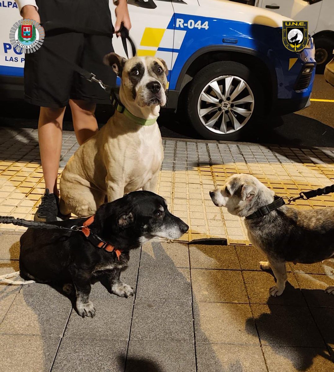 Tal vez puedas avisar o facilitarnos algún dato del dueño de estos tres perros que se los dejó amarrados anoche en la calle Vergara por alguna causa que desconocemos y los estará buscando 🤔. Intervino la Unidad Nocturna Especial #UNE 🚔.