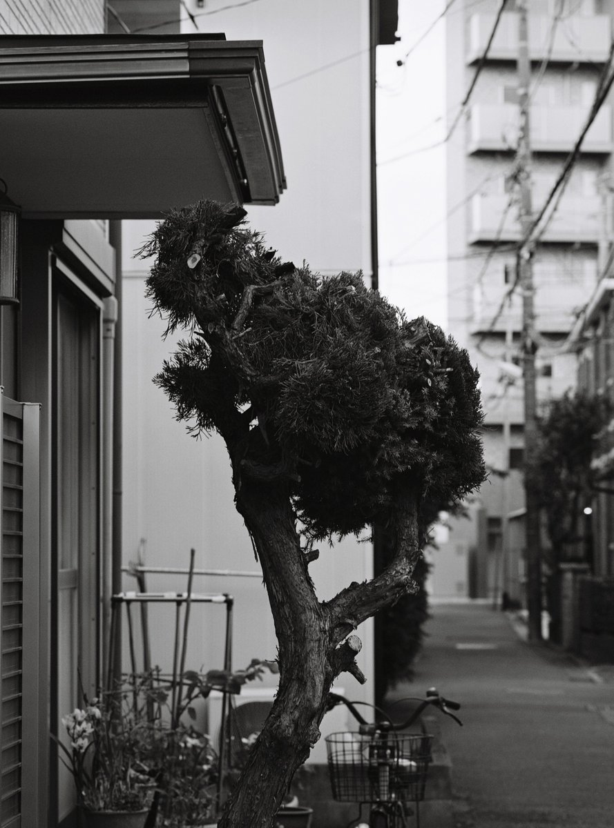 karuahaudy's tweet photo. #PENTAX645 N2
ILFORD XP2
遠目にこれが見えた時
結構やべぇ怪異が家を伺い見ているのかと
(目が悪い) https://t.co/rZzIfB7SNF
