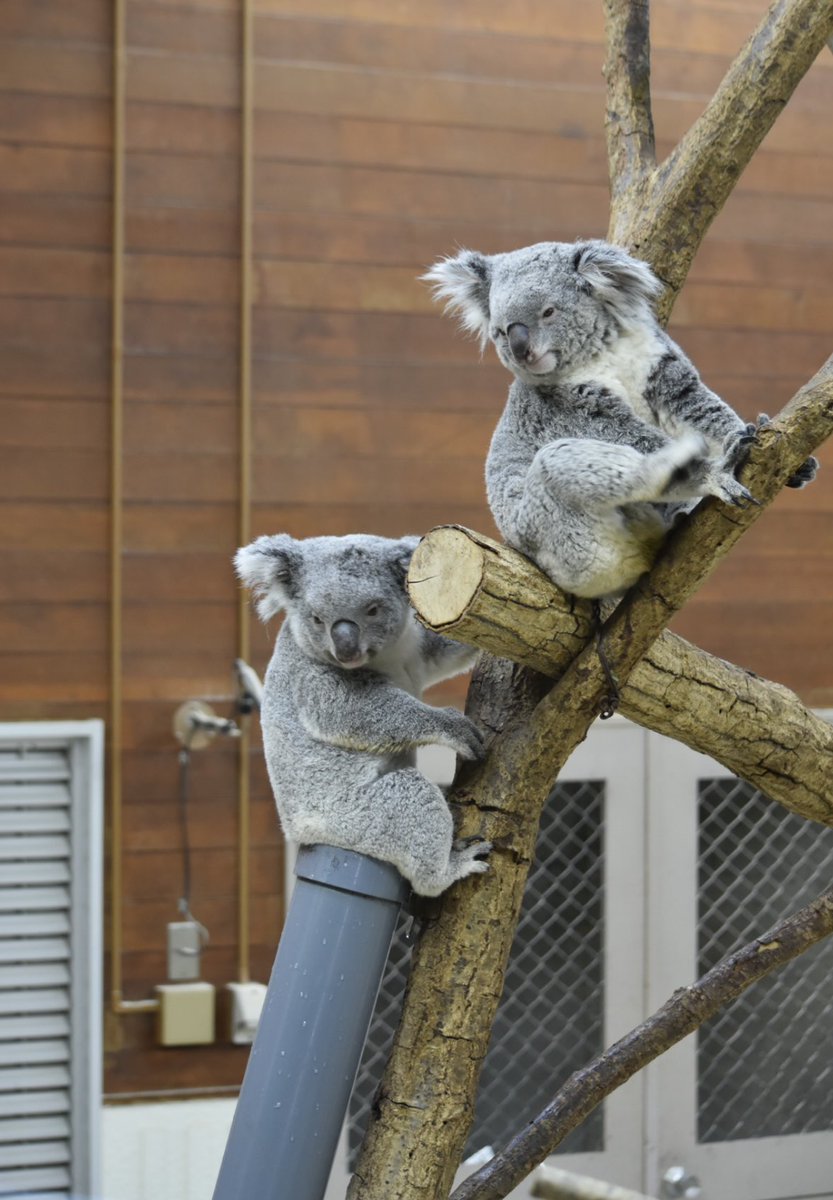 きん🌟🐨🫘 tweet media