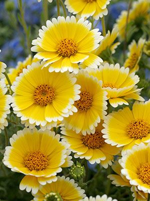 Flowers tweet media