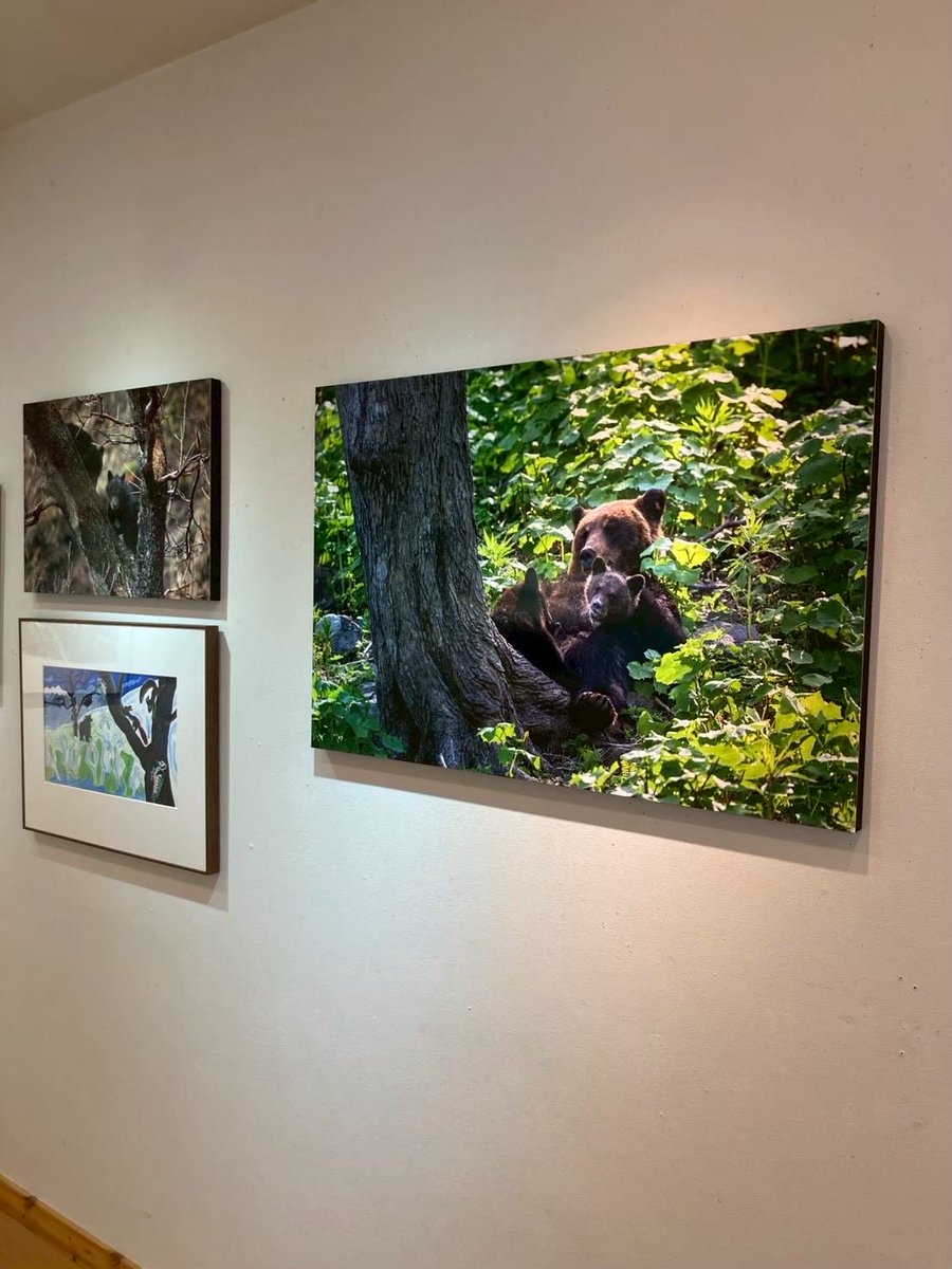 ギャラリープルプル tweet media