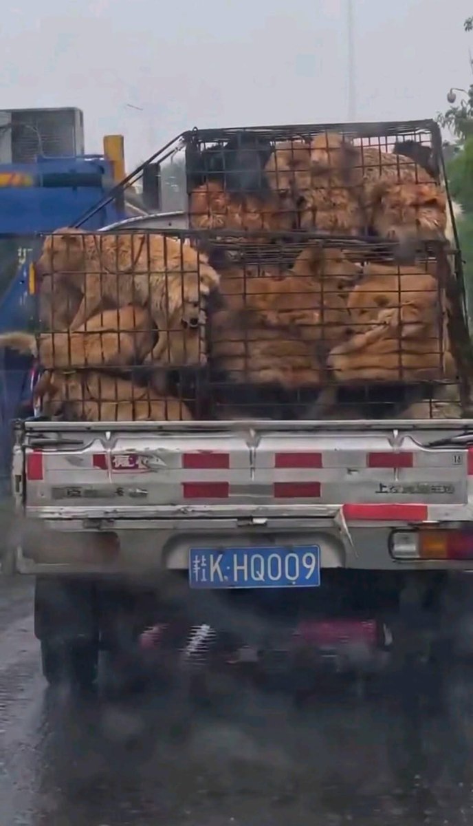 People are horrified when they see dogs packed onto trucks headed for slaughter yet most never question the same fear and suffering when it’s pigs, cows, or chickens.

Maybe the difference isn’t the animal…more like it’s the emotional distance.