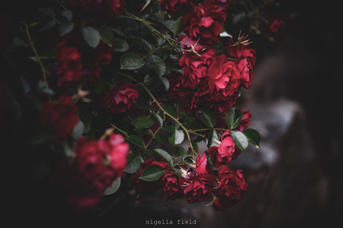茨 | nigella field tweet media