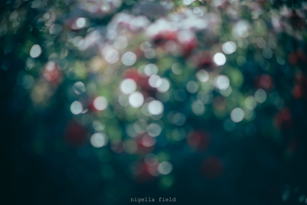 茨 | nigella field tweet media
