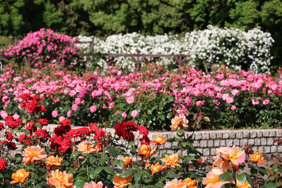 長居植物園 tweet media