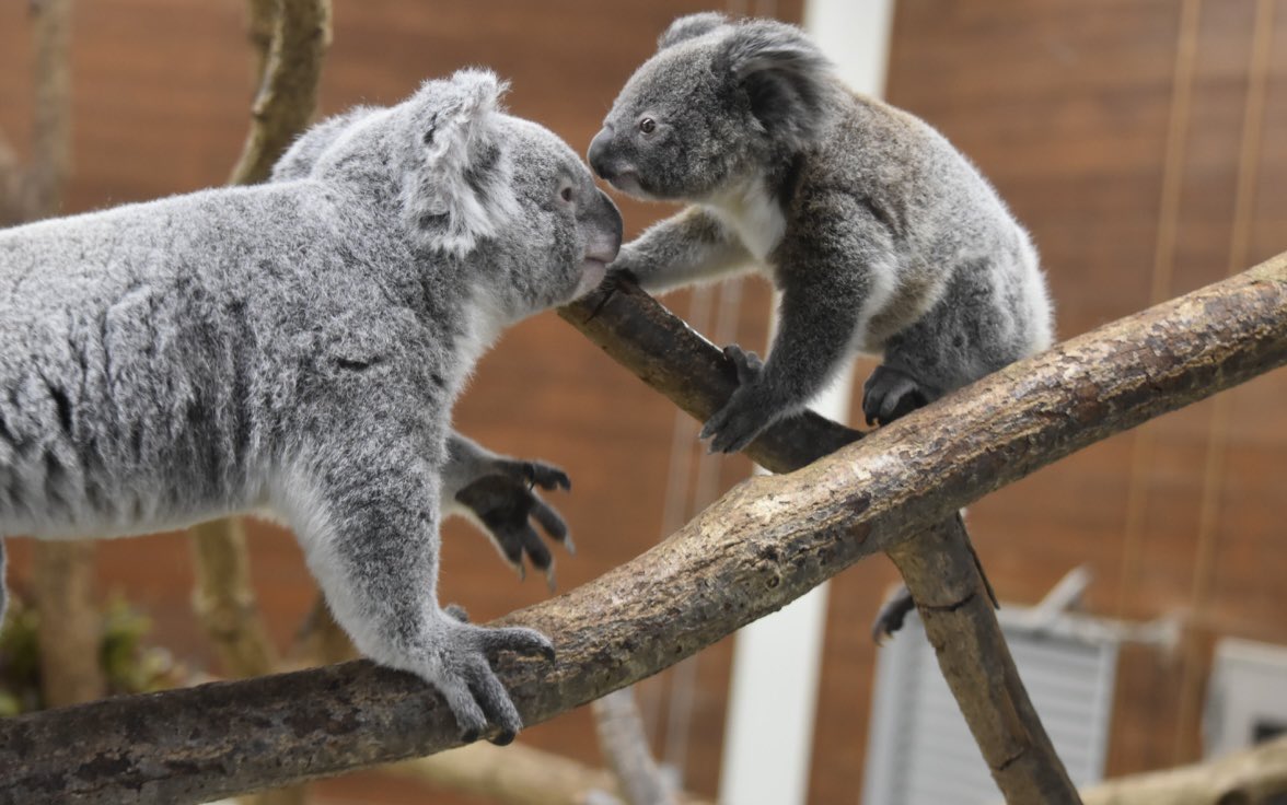きん🌟🐨🫘 tweet media