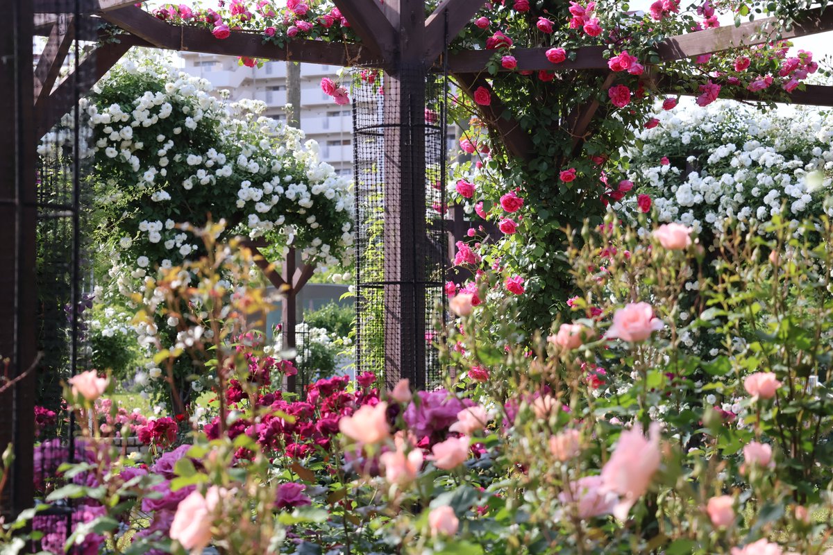 どこにも負けない！「長居のバラ」満開です🌹

バラ園に一歩足を踏み入れた瞬間、目の前いっぱいに広がるバラの景色。
見渡す限り続く、色とりどりのバラ🌹

この季節ならではの光景に、思わずうっとりしてしまいます💗

今、最も華やぐ“満開”の時期✨
ぜひ現地で、この花景色を体感してください🌹