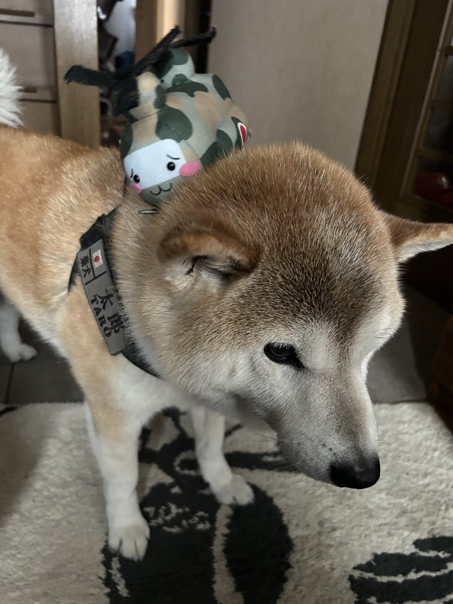 tarokusho's tweet photo. @J_STORES_ 今日はありがとうございました🐕

そういえば去年の大阪ATCでお迎えした手乗りチヌたんが我が家におりました。 https://t.co/Wv3VTQ0F2b