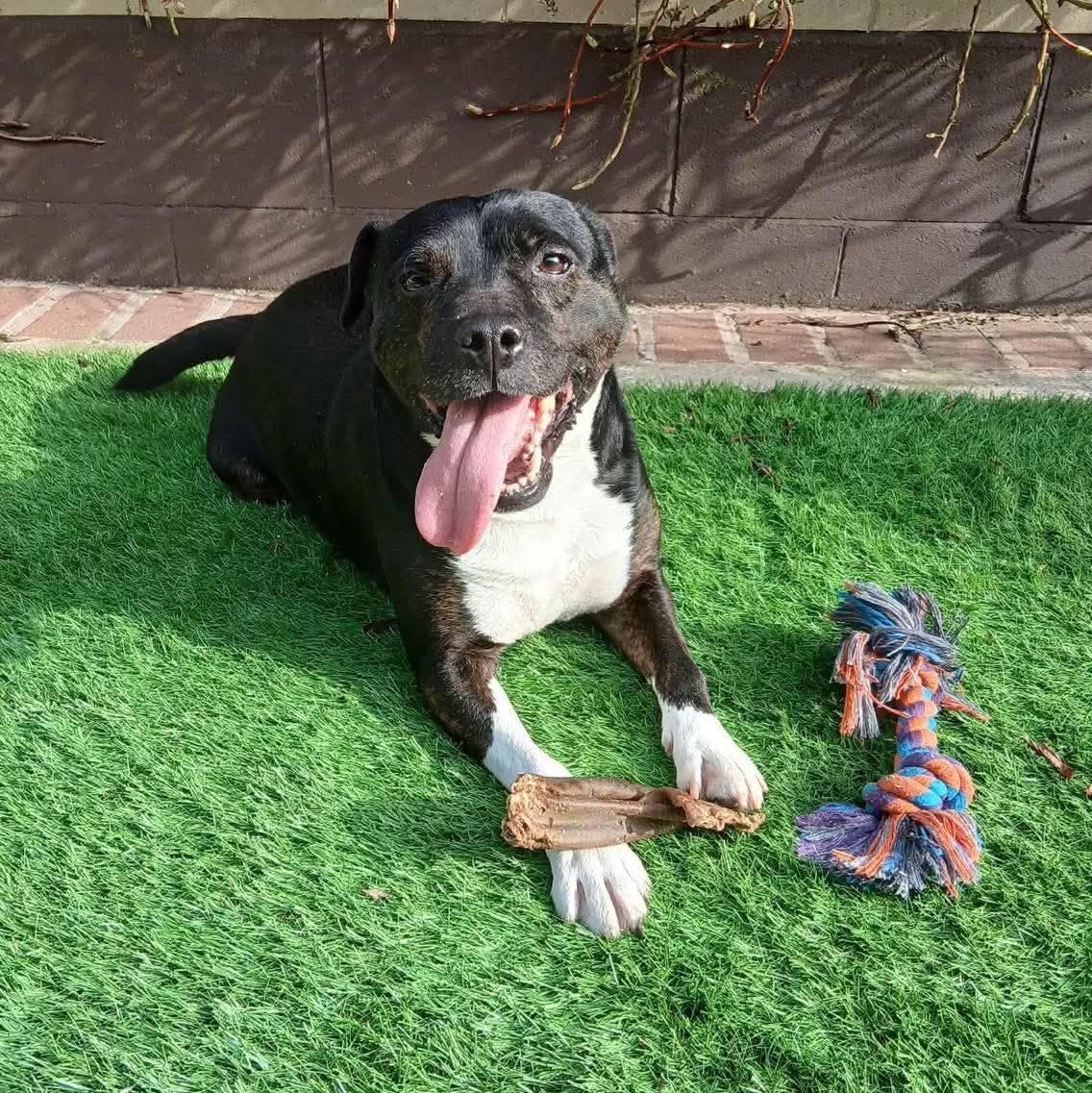 Senior Staffy Club Dog Rescue tweet media