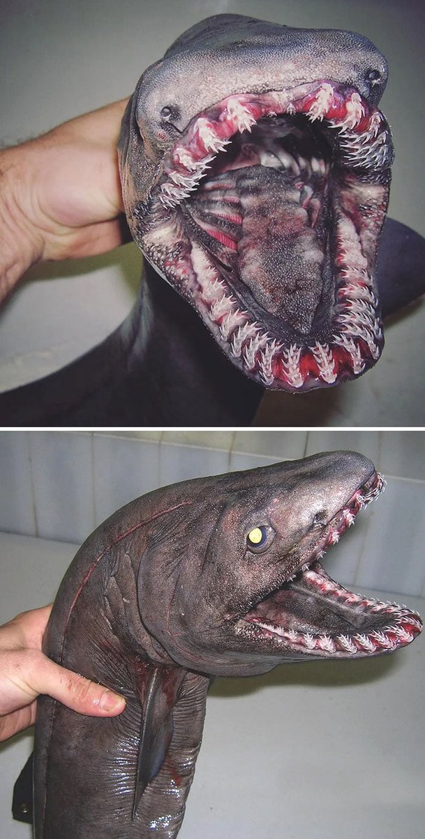 BigBangSciCom's tweet photo. 🦈 La gueule de Chlamydoselachus anguineus, communment appelé "requin-lézard".
Ce requin des grandes profondeurs possède des centaines de dents fines disposées en rangées, qui lui donnent une apparence "préhistorique".
📸 Crédits : inconnus
#requin #océan https://t.co/iNQW4Kq9mO
