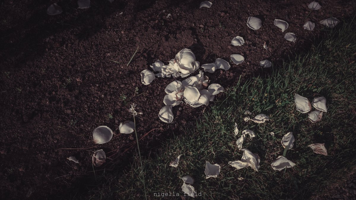 茨 | nigella field tweet media