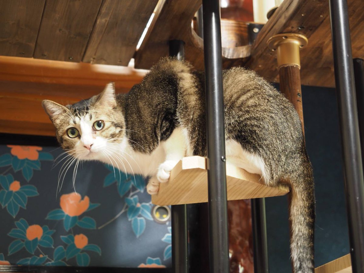EATME_CANCER's tweet photo. 猫カフェに行ったよ〜🐾 https://t.co/sapF9XeaFC