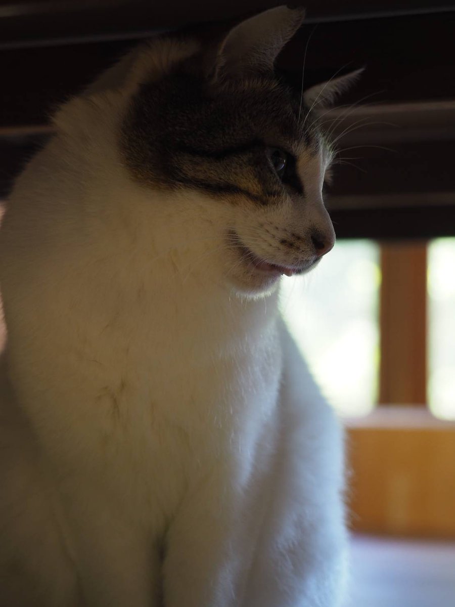 EATME_CANCER's tweet photo. 猫カフェに行ったよ〜🐾 https://t.co/sapF9XeaFC