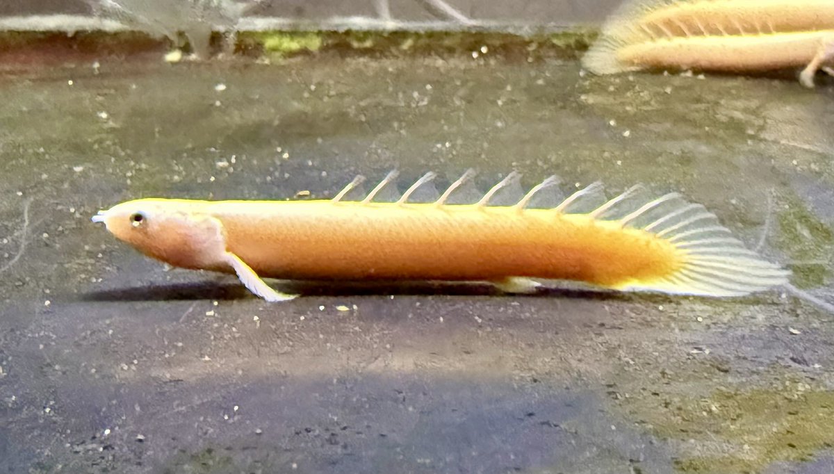 ポリプテルス セネガルス ハイポメラニスティック 3匹入舎しました😄