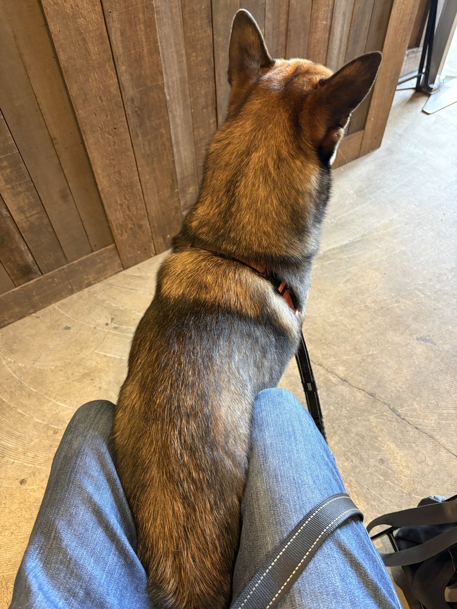 犬OKなカフェに行ったらコーヒーマシンの音にビビって逃げ込んでくる犬。
