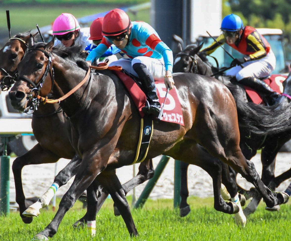 3Tn38's tweet photo. 京都新聞杯
コンジェスタス
西村淳也騎手🏇

#競馬写真
#京都新聞杯
#コンジェスタス
#西村淳也騎手 https://t.co/GQCYF5PY9F