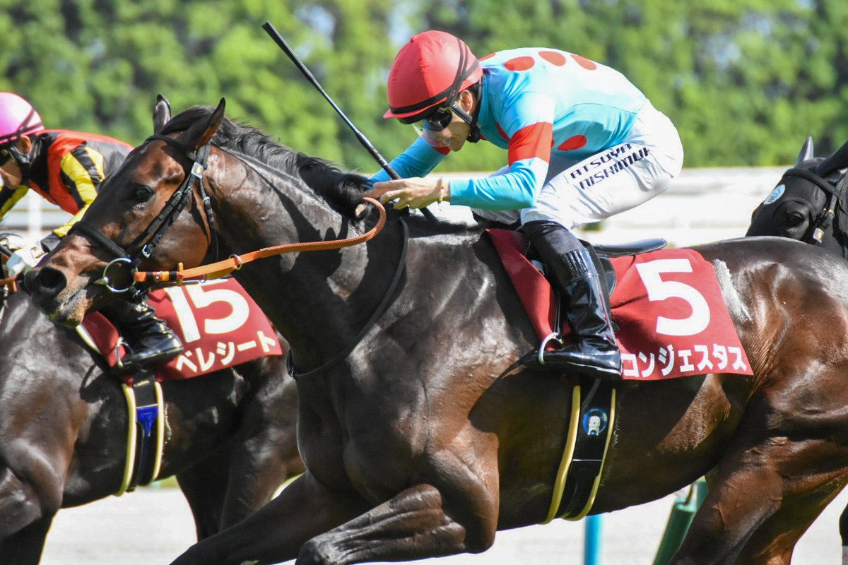 3Tn38's tweet photo. 京都新聞杯
コンジェスタス
西村淳也騎手🏇

#競馬写真
#京都新聞杯
#コンジェスタス
#西村淳也騎手 https://t.co/GQCYF5PY9F