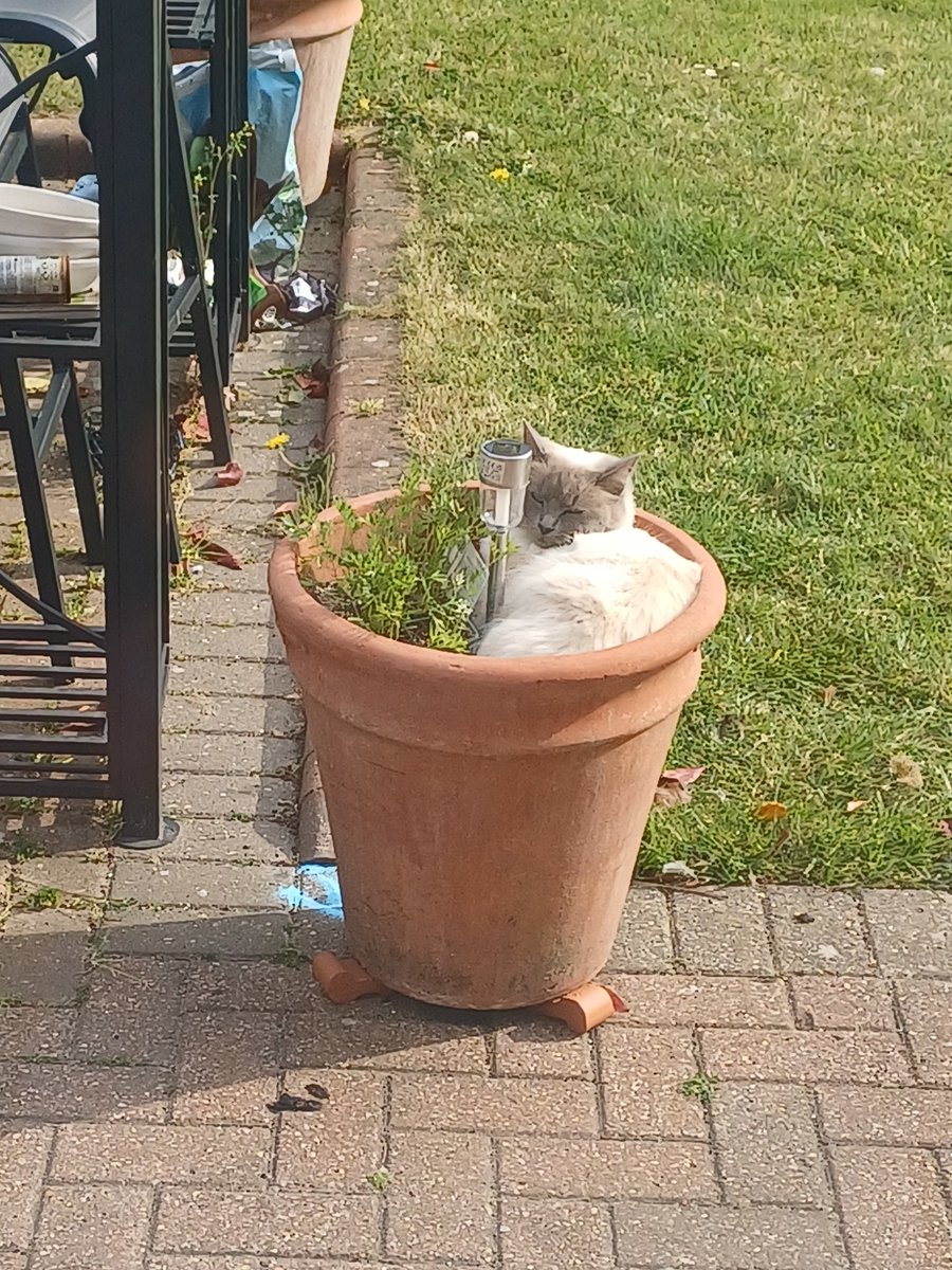 ellenshepherd's tweet photo. @DavidMuttering Venus, my Ragdoll, likes to out a just used shower but her latest favourite is garden pots! https://t.co/LaHyVUxSJS