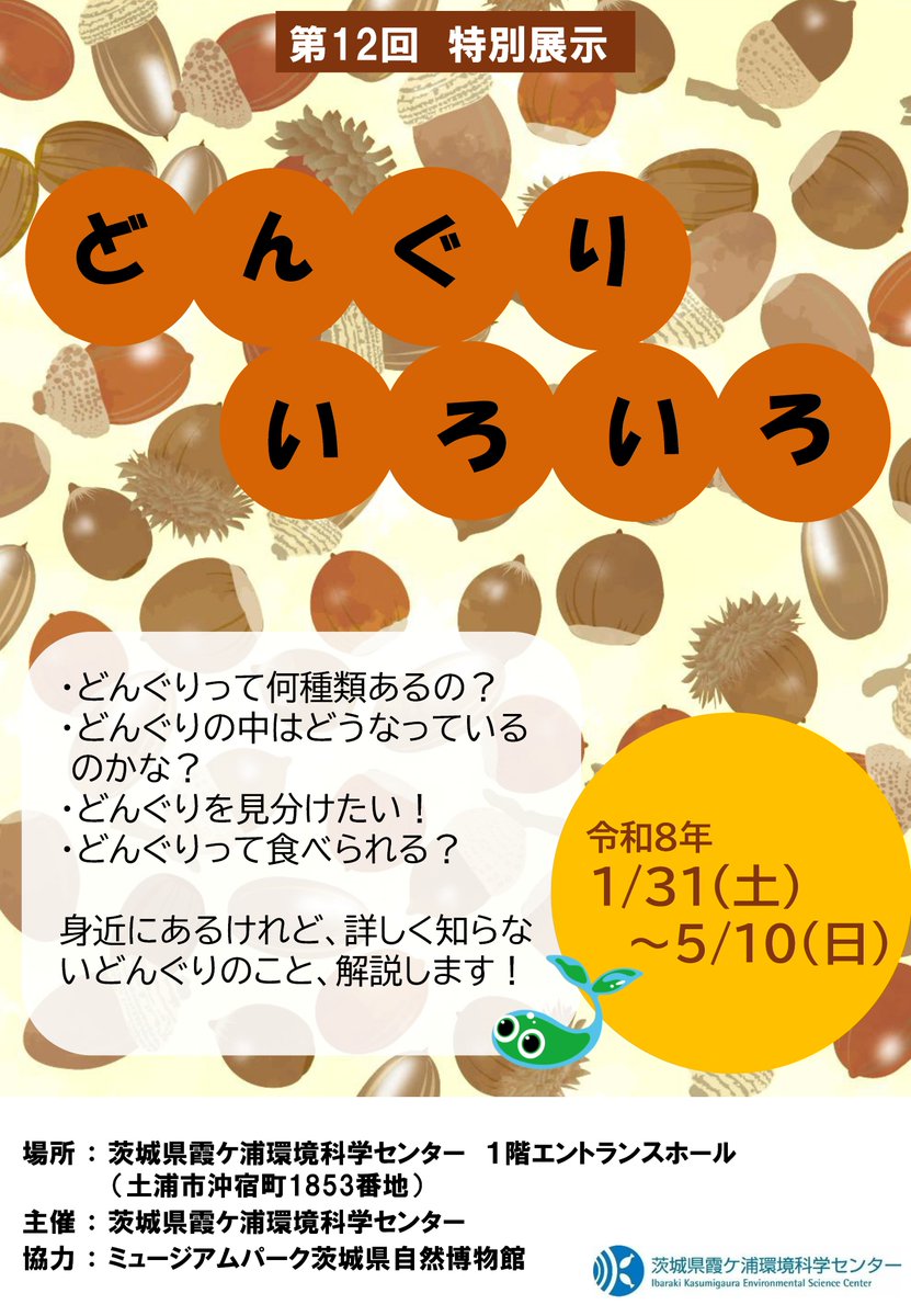 特別展示「どんぐりいろいろ」明日5月10日まで🏃 身近にあるどんぐり