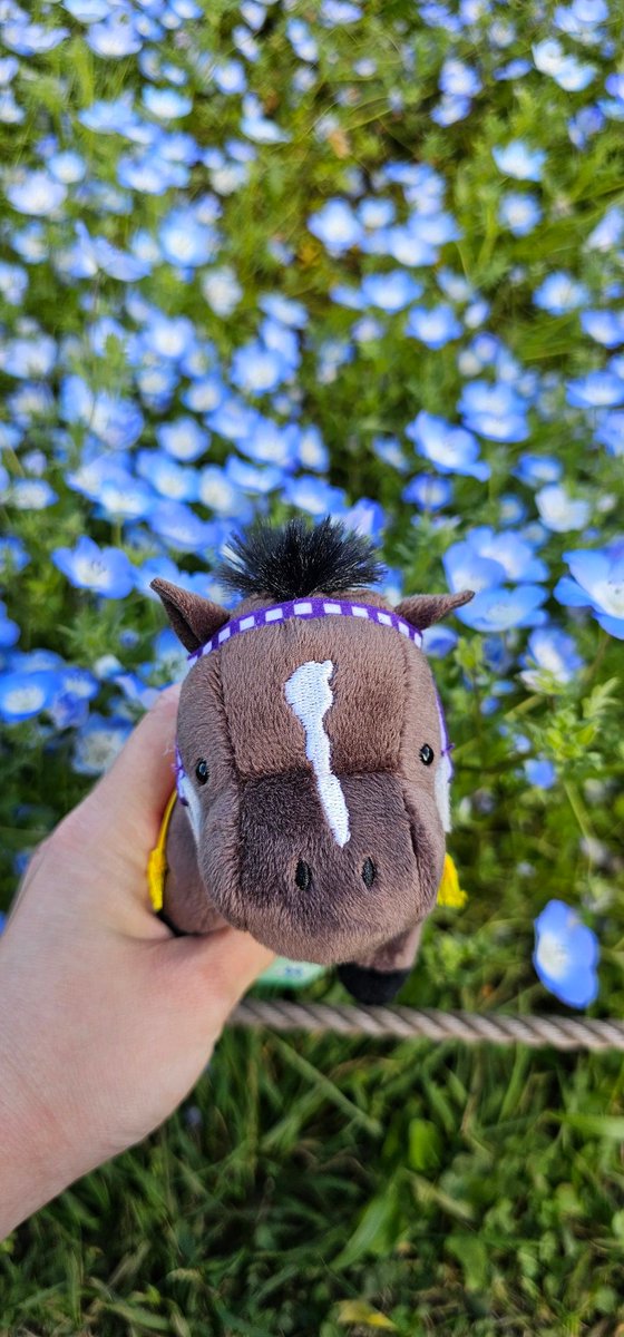 Yoitsu Velvet 🐴🎀✨️ tweet media