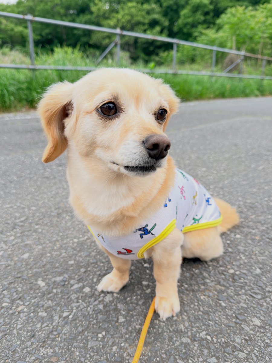 ゆず (@yuzu_chiweenie) / Posts / X