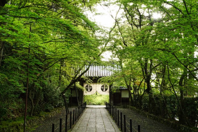 mercury_gray's tweet photo. 光明寺
新緑がとても映える薬医門
#kyoto #長岡京 #光明寺 #新緑 #写真撮っている人と繋がりたい #写真好きな人と繋がりたい https://t.co/0yaZxMph0l