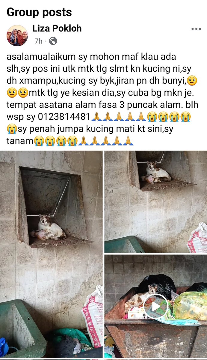 MirulAm05674851's tweet photo. Salam, mohon bantuan rescue 1 family 🐈 dekat tong sampah 😭 

Tempatnya dkt Asatana Alam Fasa 3 Puncak Alam. 

Wasap : 0123814481 https://t.co/tNbBHlHXyq