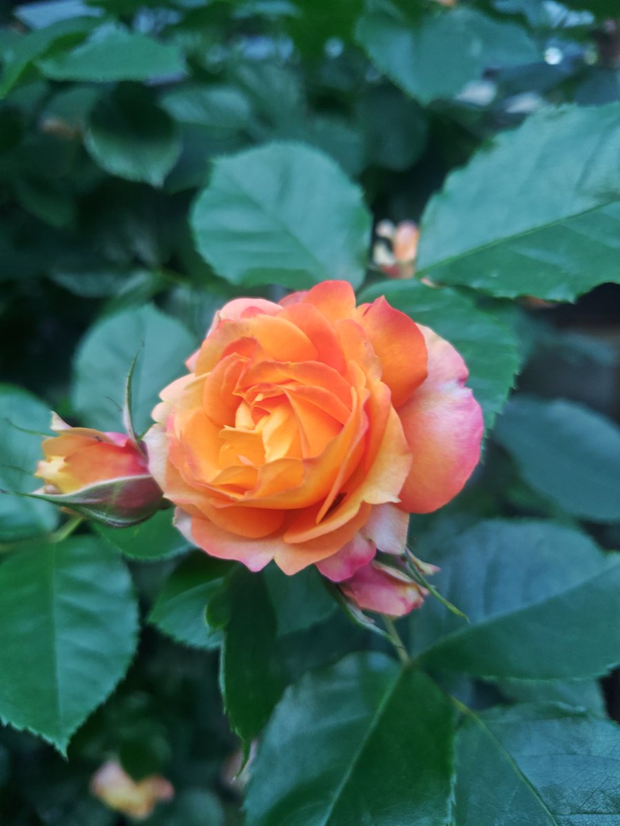 小枝 🌿 tweet media