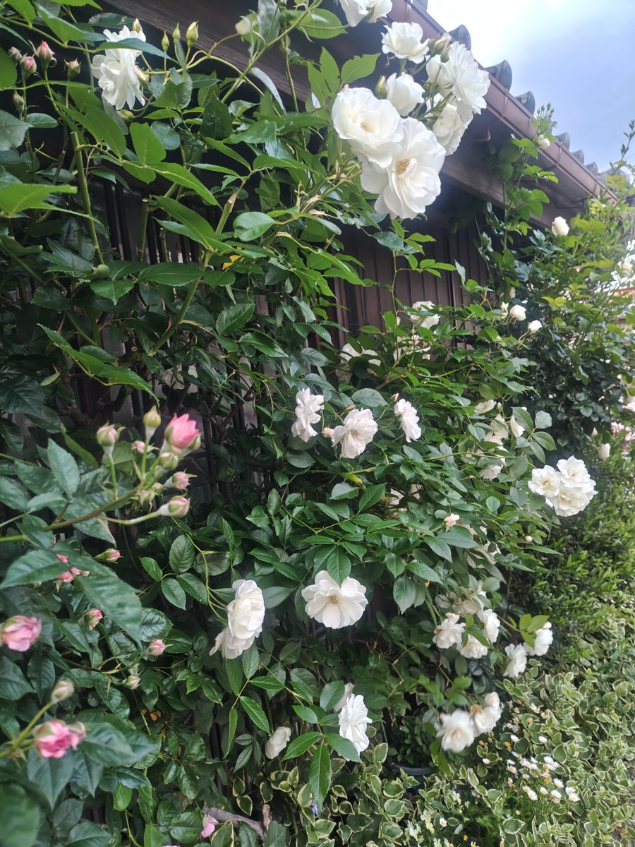 小枝 🌿 tweet media
