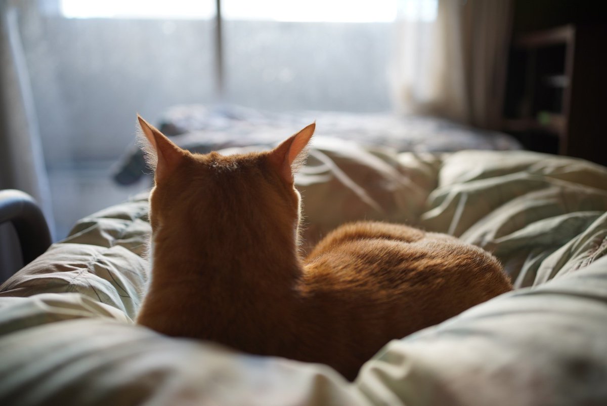 これは飼い主に遊んでもらえなかったので、耳だけ聞いて拗ねてる猫