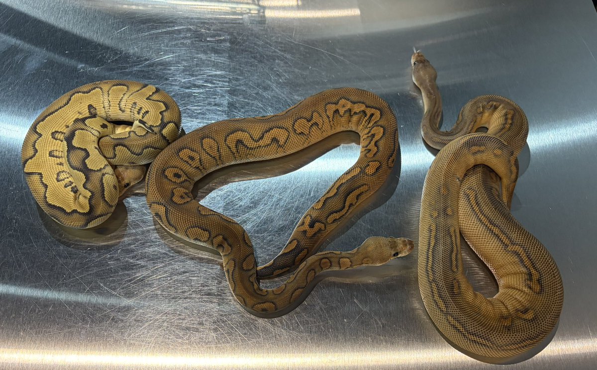 arutyuudesu's tweet photo. Wookie Clownトリオ
#codeZERO
#ボールパイソン
#ballpython
#wookie
#徳島市 https://t.co/0DkuB5Zcje
