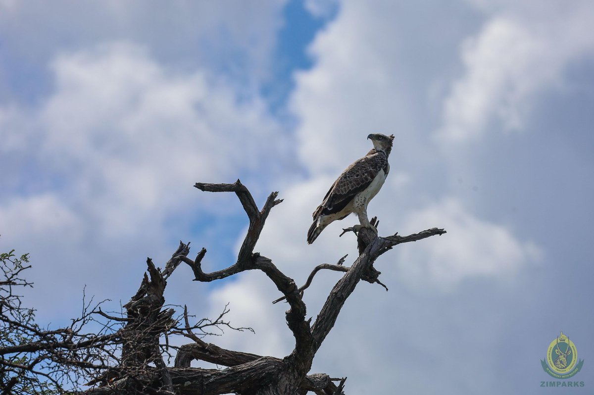 Zimparks's tweet photo. In the heart of Hwange, even the birds need a different point of view, watching the world go by from the branches. This is the raw, untamed beauty of Zimbabwe’s largest park.
#HwangeNationalPark
#inharmonywithnature
#wildlifeconservation https://t.co/Wo3jdBBbVX