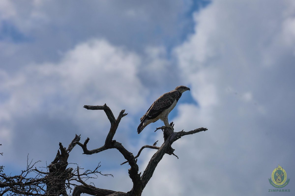 Zimparks's tweet photo. In the heart of Hwange, even the birds need a different point of view, watching the world go by from the branches. This is the raw, untamed beauty of Zimbabwe’s largest park.
#HwangeNationalPark
#inharmonywithnature
#wildlifeconservation https://t.co/Wo3jdBBbVX