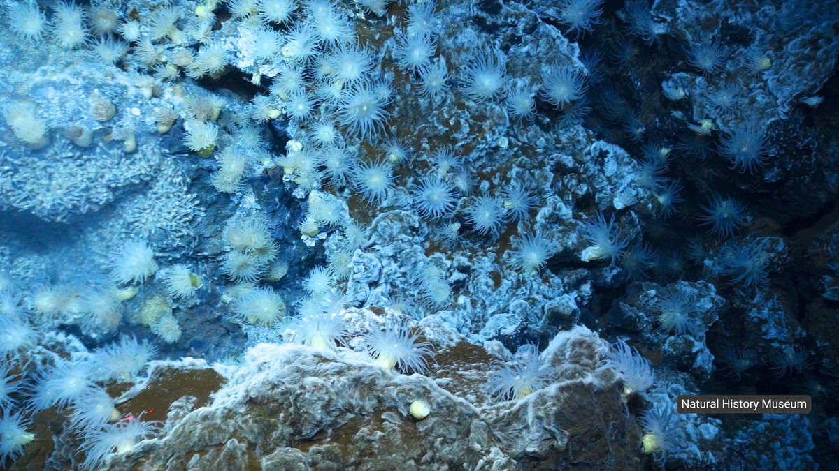 unisouthampton's tweet photo. Working with the @NHM_London, our researchers have assessed 50 years of research on deep sea mining.

They warn that mining at hydrothermal vents and seamounts would be likely to result in irrevocable biodiversity loss. https://t.co/AuXhYdKMwX