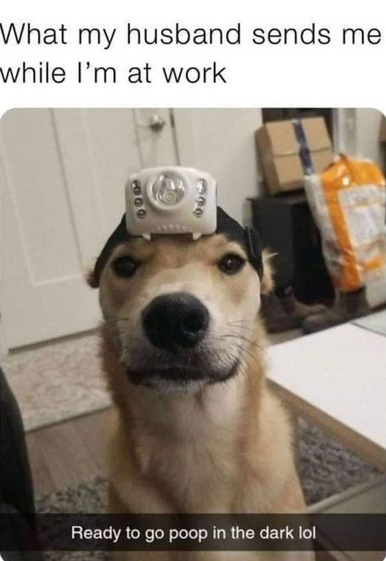 WholesomeMemes tweet media