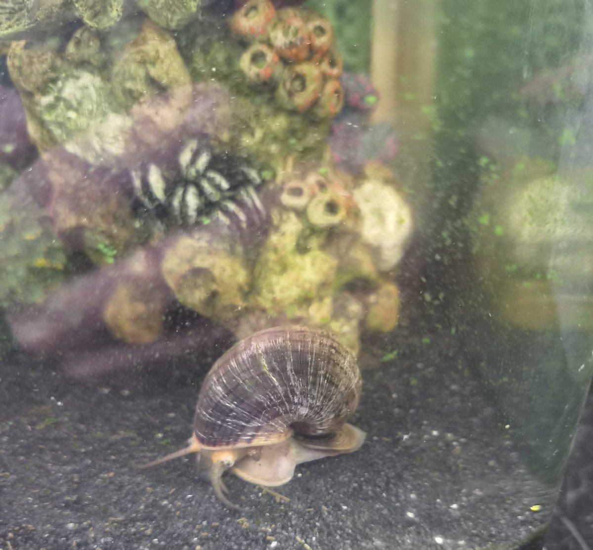 Not seen our Apple Snail for months in our aquarium at home, finally decided to come out, mad how they just hide for months when they are quite big.