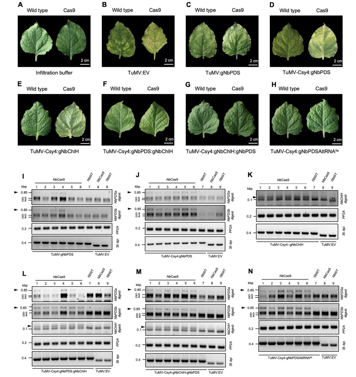 wimi_biotech's tweet photo. 🌿 Using a plant virus to deliver CRISPR — no transformation, no regeneration needed!

New bioRxiv preprint: TuMV (Turnip mosaic virus) engineered to carry Cas9 gRNAs into tobacco plants.

🔧 Add Csy4 RNA processing: editing jumps from ~1% → up to 23%
🎯 Simultaneous multi-gene editing at 2 loci confirmed
🌱 Works in both inoculated & systemic leaves
⚠️ Germline transmission not yet achieved

A promising new route for transformation-free plant genome editing 🧬

Whitham lab, Iowa State | bioRxiv
https://t.co/SnZo3ecGZ3

#CRISPR #PlantBiology #VirusDelivery #GenomeEditing #TuMV